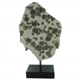 Fossil Ammonite Cluster in Matrix with Stand