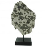 Fossil Ammonite Cluster in Matrix with Stand