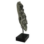 Fossil Ammonite Cluster in Matrix with Stand