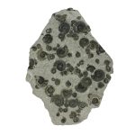 Fossil Ammonite Cluster in Matrix with Stand