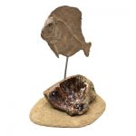 Fossil Araripichthys Fish on Agatized Coral
