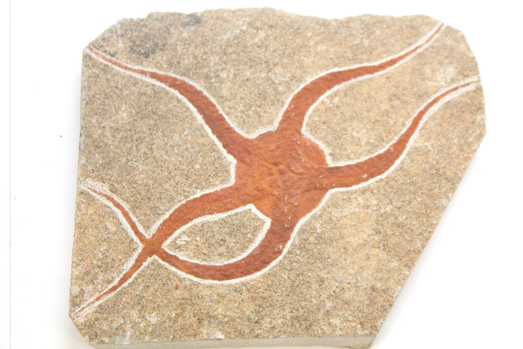 Brittle Star Etch Stone