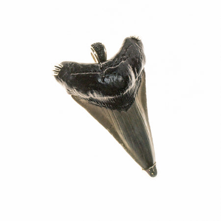 Dinosaur (Mosasaurus) Tooth Pendant