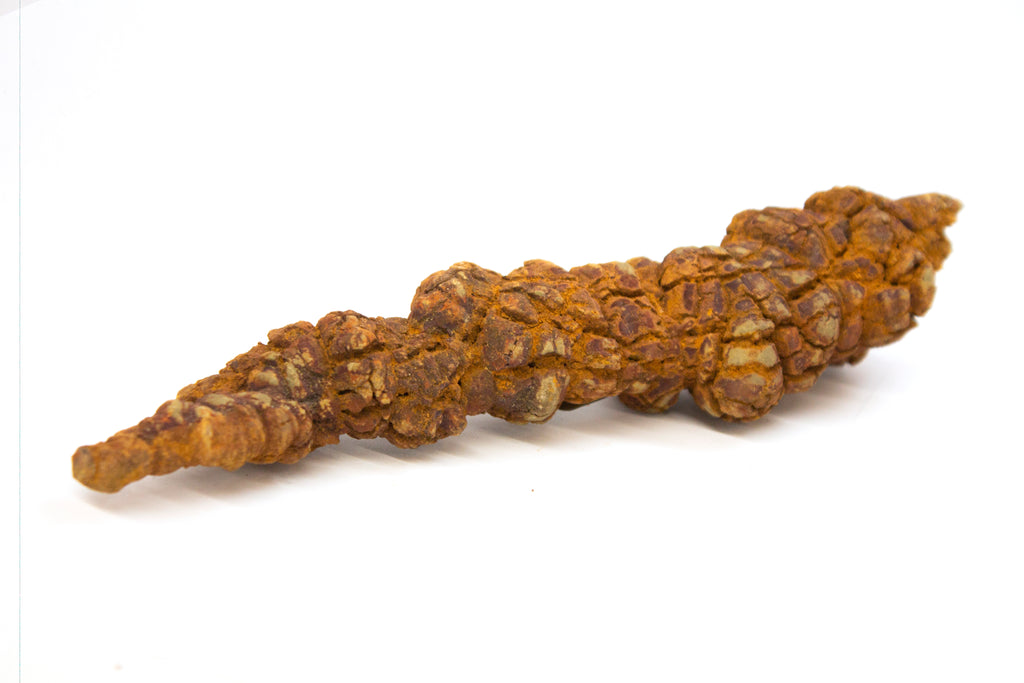 Turtle Coprolite