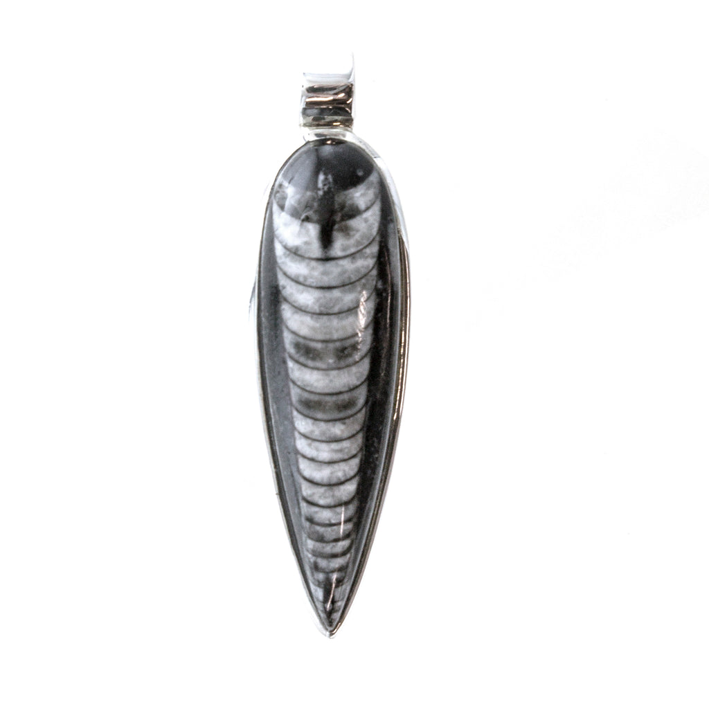 SS Orthoceras Pendant