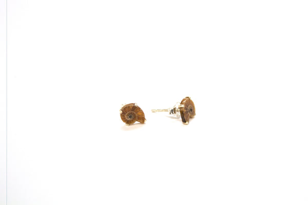 SS Ammonite Studs
