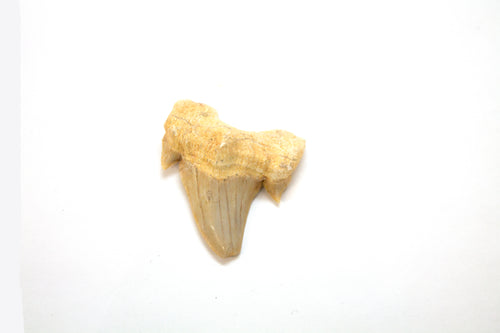 White Shark Tooth