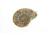 Nickel Plated Ammonite Pendant