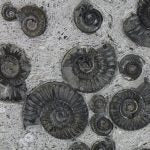 Fossil Ammonite Cluster in Matrix with Stand