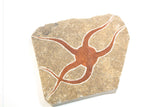 Brittle Star Etch Stone