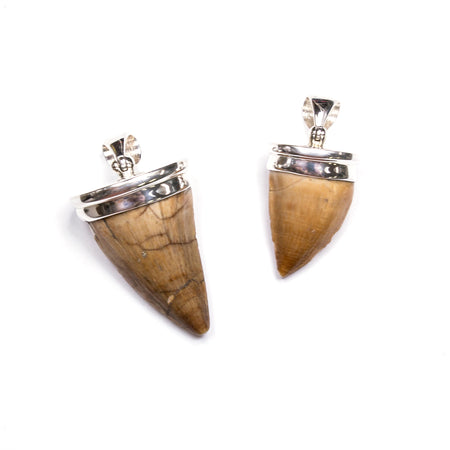 SS Fossilized Coral Bezel Earrings