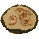 Fossil Ammonite from England With Stand