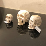 Antler Bone Skulls